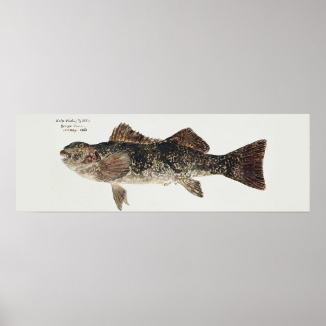 Póster Pescado antiguo aplodactylus arctidens marblefish (Frente)
