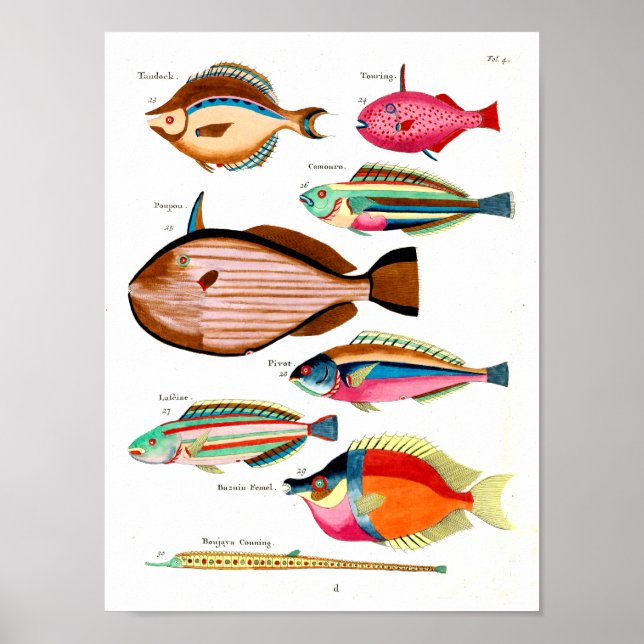 Póster Pescado arcoiris y amigos (Frente)