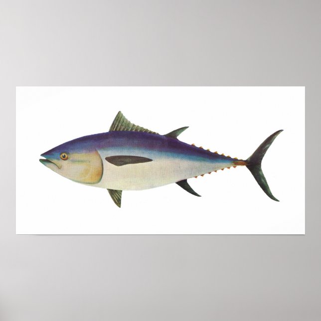 Póster Pescado - Atún de aleta azul del sur - Thunnus mac (Frente)