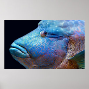 Póster Pescado azul