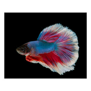 Póster Pescado azul, rosa y betta blanco brillante