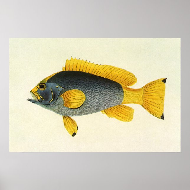 Póster Pescado azul y amarillo vintage, vida marina (Frente)