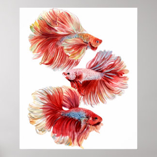 Póster Pescado Betta