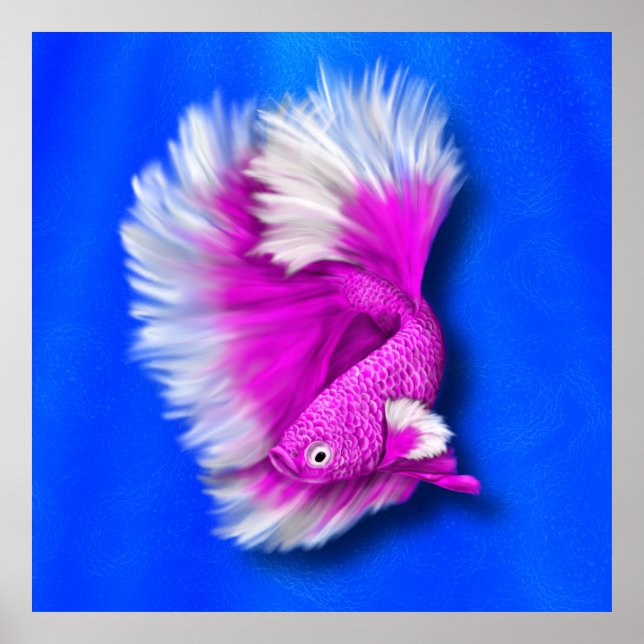 Póster Pescado Betta blanco y rosa caliente (Frente)