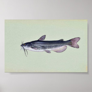 Póster Pescado blanco