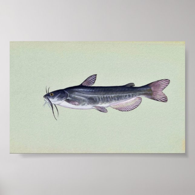 Póster Pescado blanco (Frente)