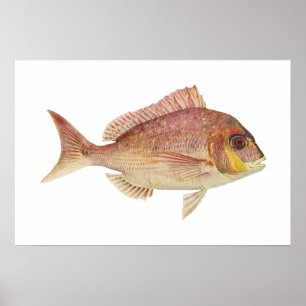 Póster Pescado - Bream Rojo - Chryosophrys guttuatus