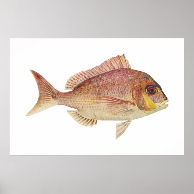 Póster Pescado - Bream Rojo - Chryosophrys guttuatus (Frente)