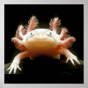 Póster Pescado Caminante Mexicano