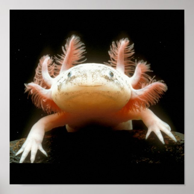 Póster Pescado Caminante Mexicano (Frente)