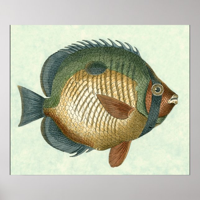 Póster Pescado colorido grande (Frente)