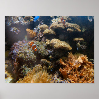 Póster Pescado de arrecife