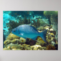 Pescado de arrecife