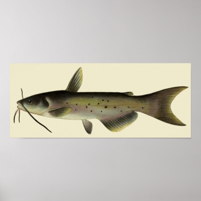 Póster Pescado de bagre de cosecha, animal marino (Frente)