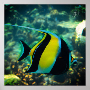 Póster Pescado de banner de Long-Fin firmado