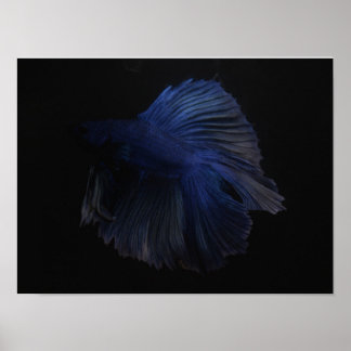 Póster Pescado de Betta