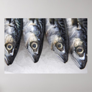 Póster Pescado de caballa, pescado fresco del día