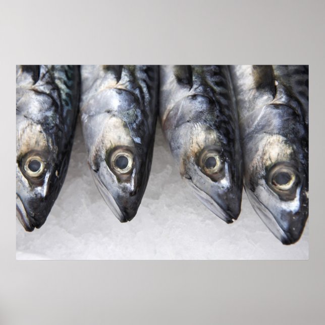 Póster Pescado de caballa, pescado fresco del día (Frente)
