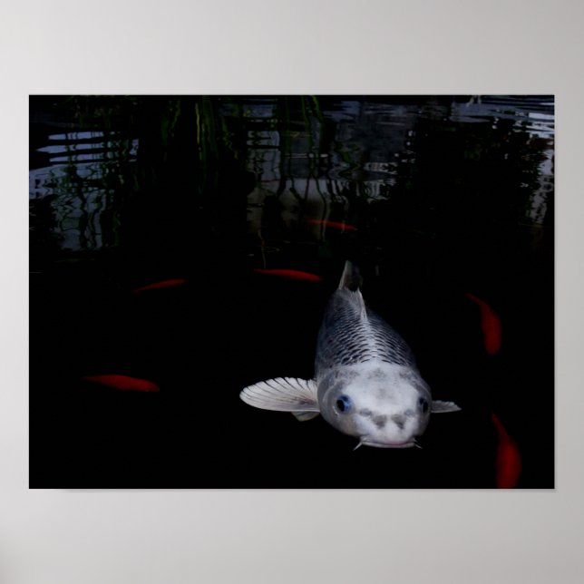 Póster Pescado de carpa (Frente)