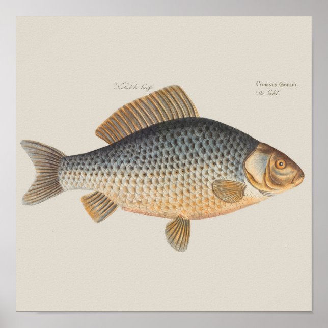 Póster Pescado de carpa pescar pintura de agua dulce (Frente)