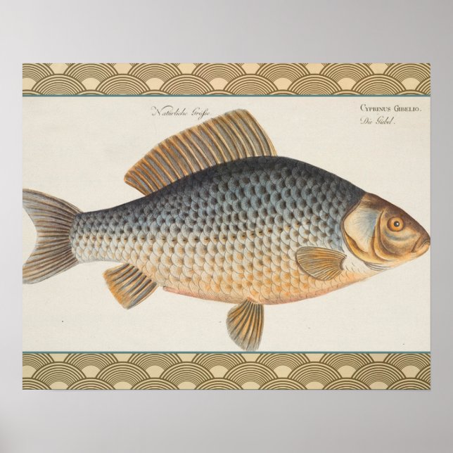 Póster Pescado de carpa pescar pintura de agua dulce (Frente)
