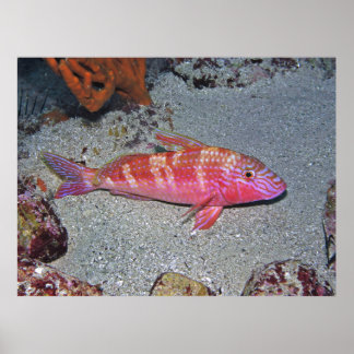 Póster Pescado de caza