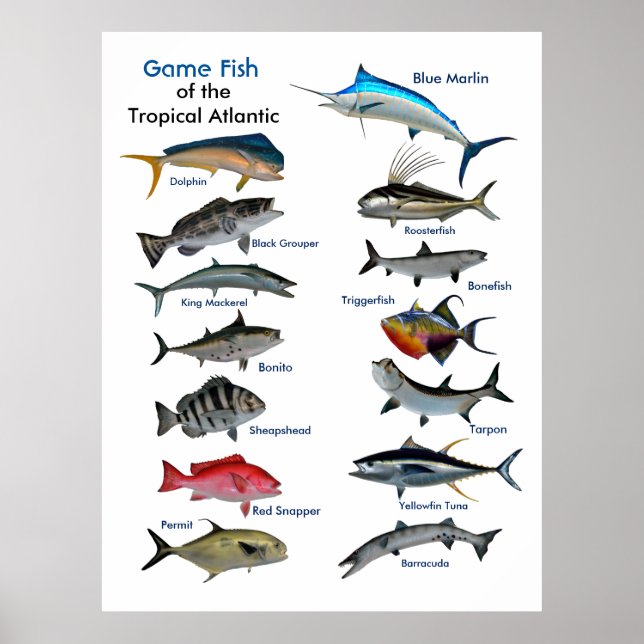 Póster Pescado de caza del poster atlántico tropical (Frente)
