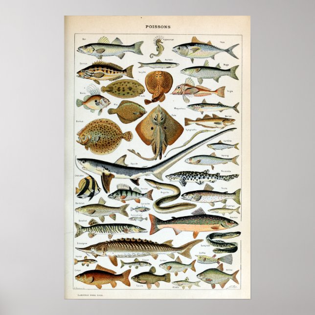 Póster Pescado de época del mundo (Frente)