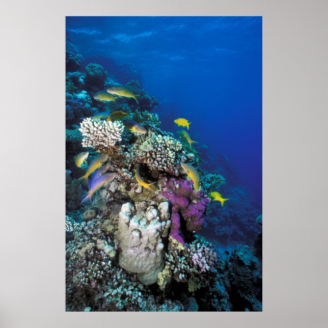 Póster Pescado de gallina alrededor de un pequeño coral (Frente)