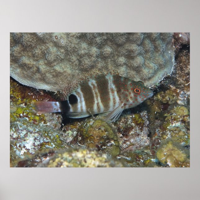 Póster Pescado de halcón (Frente)