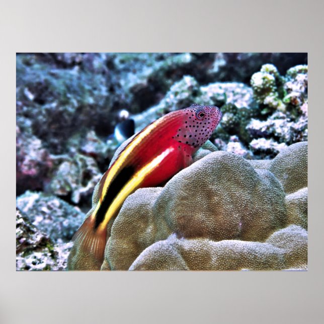 Póster Pescado de Hawkfish (Frente)
