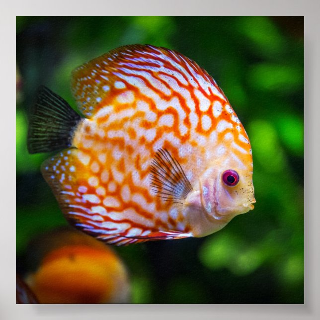 Póster Pescado de la barra de agua dulce (Frente)