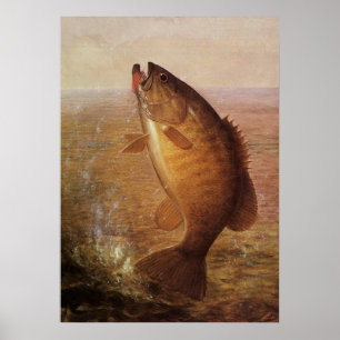 Póster Pescado de lata marrón de Largemouth, pesca deport