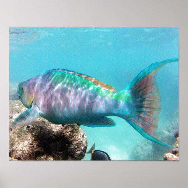Póster Pescado de loro hawaiano en la bahía de Hanauma (Frente)