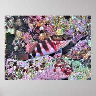 Póster Pescado de Nueva Zelanda