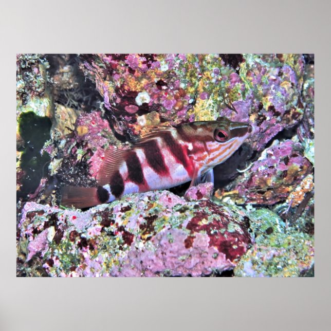 Póster Pescado de Nueva Zelanda (Frente)