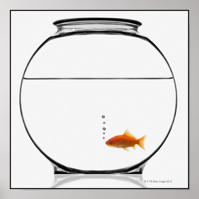 Póster Pescado de oro en la pecera (Frente)