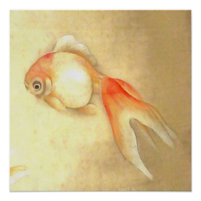 Póster Pescado de oro japonés apacible (Anverso)
