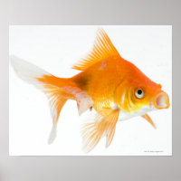 Pescado de oro sobre fondo blanco