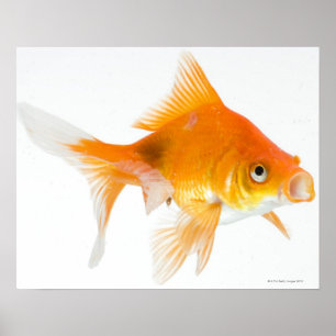 Póster Pescado de oro sobre fondo blanco