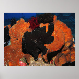 Póster Pescado de pez negro gigante