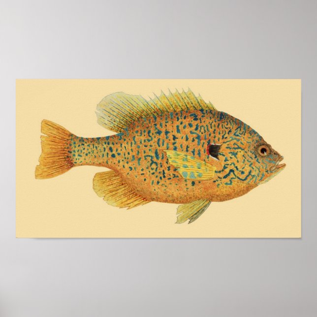 Póster Pescado de sol de semillas de calabaza sobre fondo (Frente)