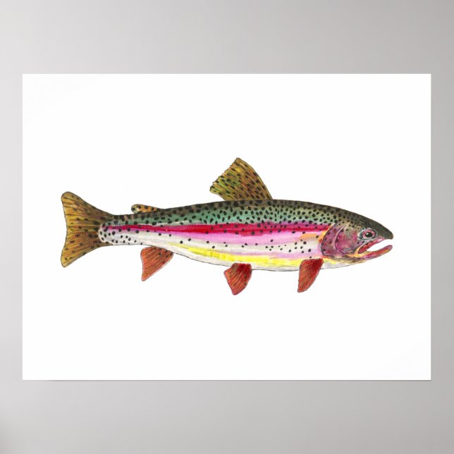 Póster Pescado de trucha arco iris (Frente)