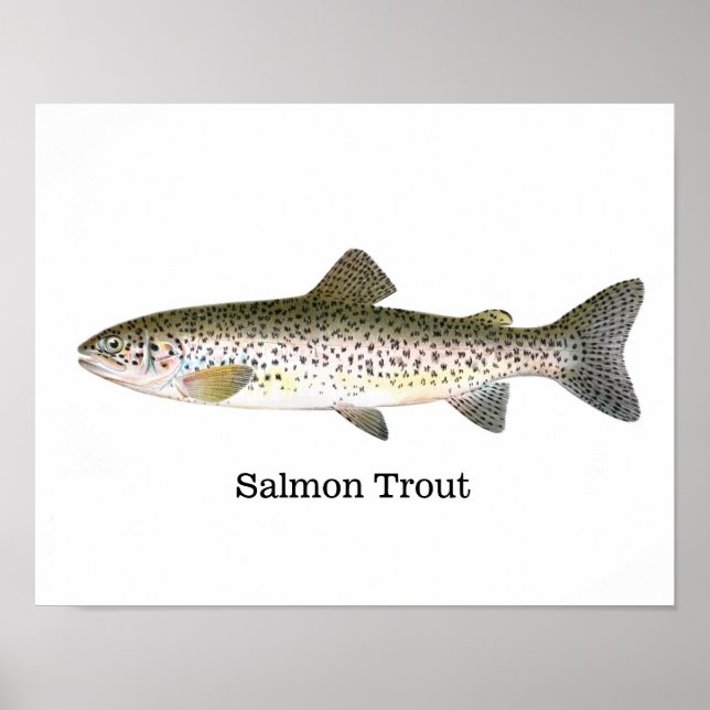Póster Pescado de trucha de salmón (Frente)