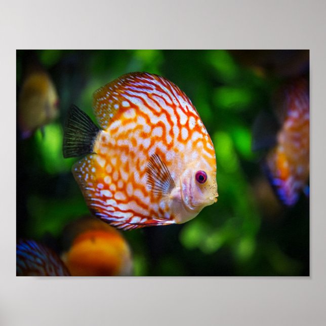 Póster Pescado discus (Frente)