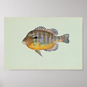Póster Pescado dorado