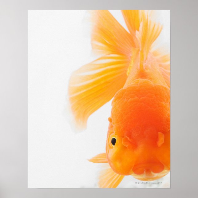 Póster Pescado dorado de cabeza de león naranja (Carassiu (Frente)