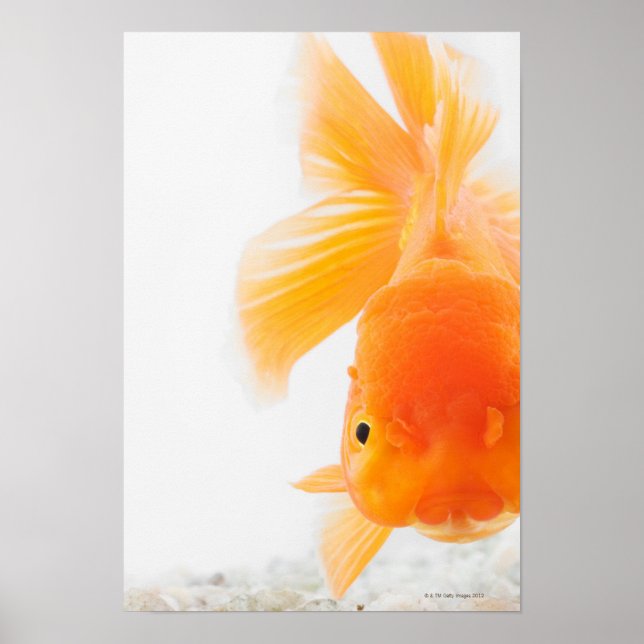Póster Pescado dorado de cabeza de león naranja (Carassiu (Frente)
