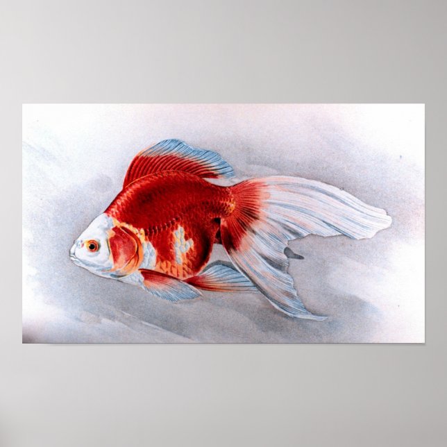 Póster Pescado dorado de Ryukin (Frente)