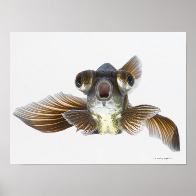 Póster Pescado dorado negro (Carassius auratus) 2 (Frente)